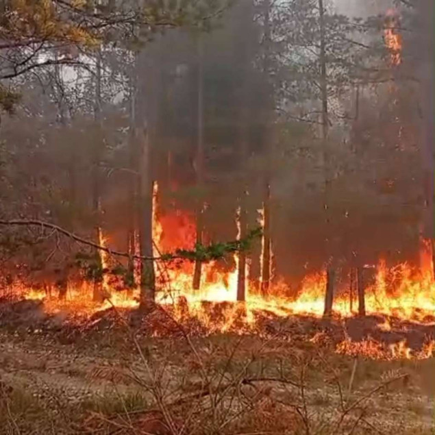 Hercegbosanske šume traže žurno proglašenje stanja prirodne nesreće