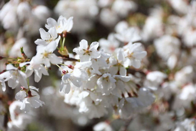 Danas prvi dan proljeća