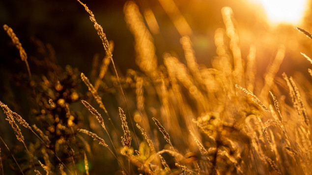 Večernji list: 100 kilograma pšenice u Hrvatskoj košta kao pet kugli sladoleda