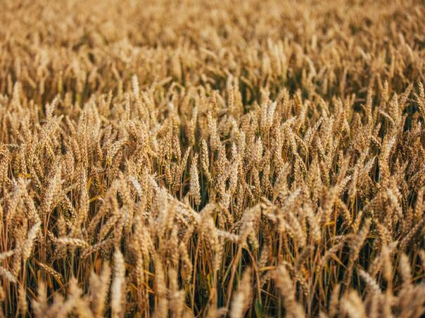 EU izdvaja dva miliona KM za podršku poljoprivrednim gazdinstvima u BiH