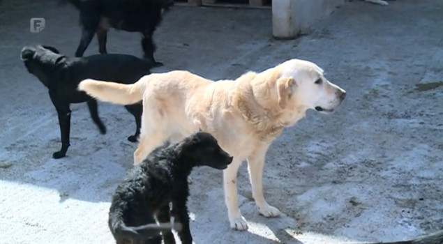 Aktivisti upozoravaju na nehumane uslove u tešanjskom azilu za pse, iz Udruženja odbacuju navode