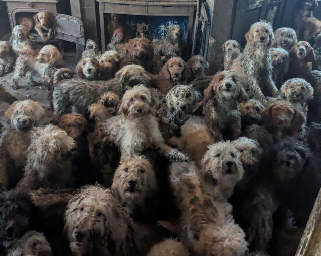 "Nije AI, ovo je stvarnost": šok nakon što RSPCA objavio fotografije 250 pasa iz jedne kuće
