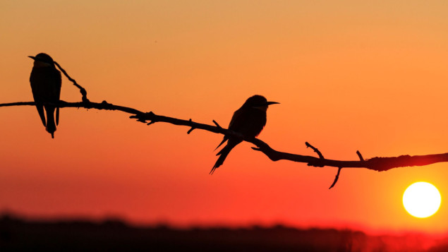 Prevare i preduga razdvojenost dovode do razvoda - kod ptica