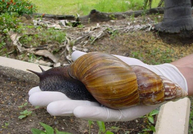 Karantin u dijelovima Floride zbog najezde afričkih puževa