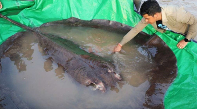 Najveća slatkovodna riba na svijetu uhvaćena u rijeci Mekong