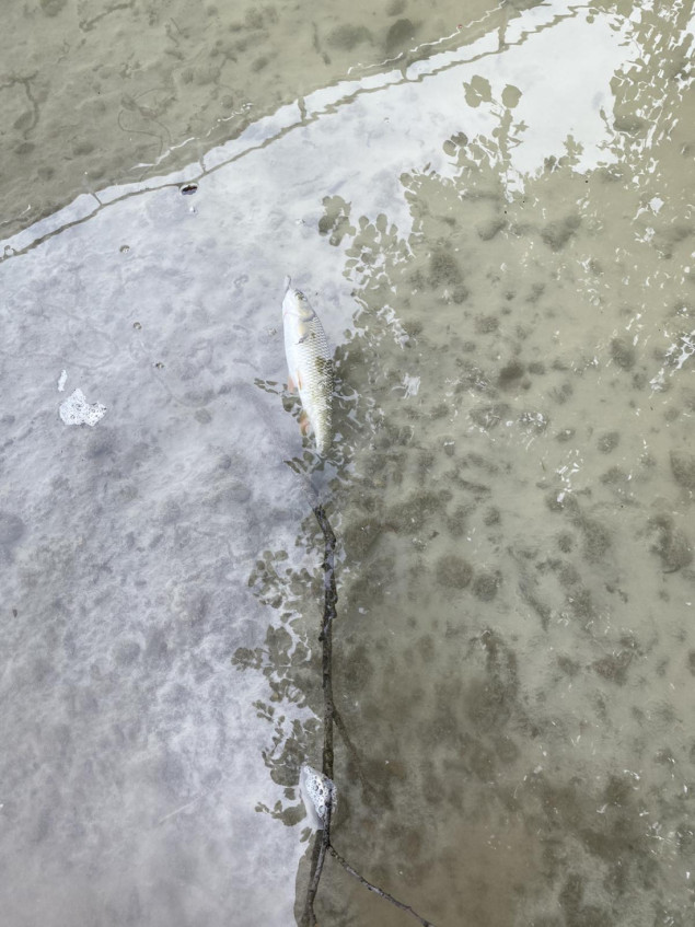 Dojava o pomoru ribe u Maglaju, Federalna vodna inspekcija upućena na teren