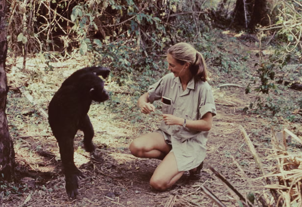 Život u službi prirode i nauke: Lideri i naučnici odaju počast Jane Goodall