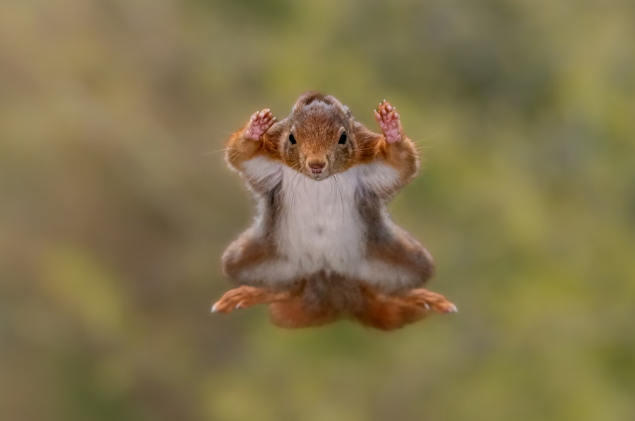 Comedy Wildlife Awards 2025 – Najsmješniji momenti u slikama