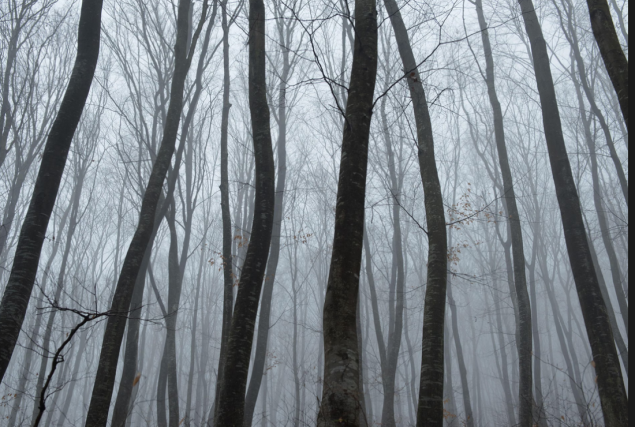 U srcu transilvanijske misterije: Mračne legende šume Hoia-Baciu