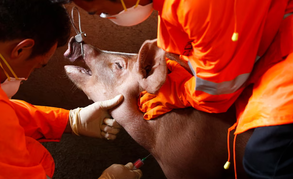 Prvi slučaj afričke svinjske kuge u Španiji od 1994.