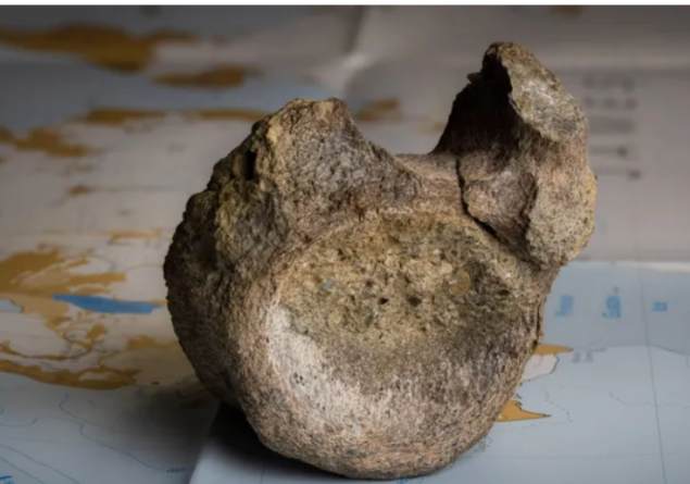 Fosil zaboravljen 40 godina potvrđen kao prva kost dinosaura pronađena na Antarktiku