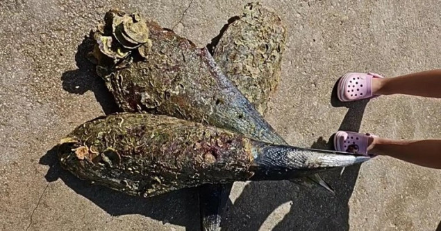 Hrvatska: Krivična prijava protiv ukrajinske državljanke zbog vađenja tri velike periske