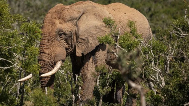 Slon usmrtio američkog turistu u Zambiji