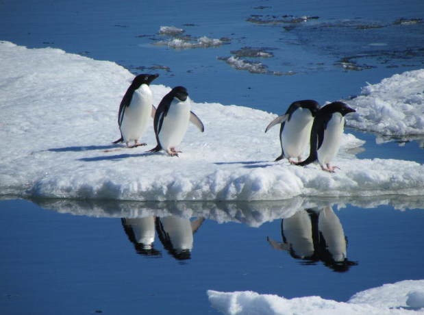 Zagrijavanje Antrktika: Pingvini ubrzavaju sezonu parenja