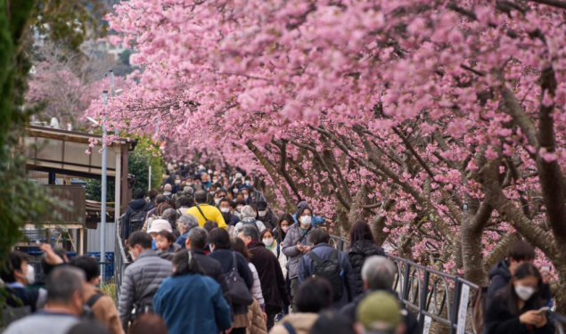 Japan zbog gužvi otkazao festival cvjetanja trešnje kod planine Fuji
