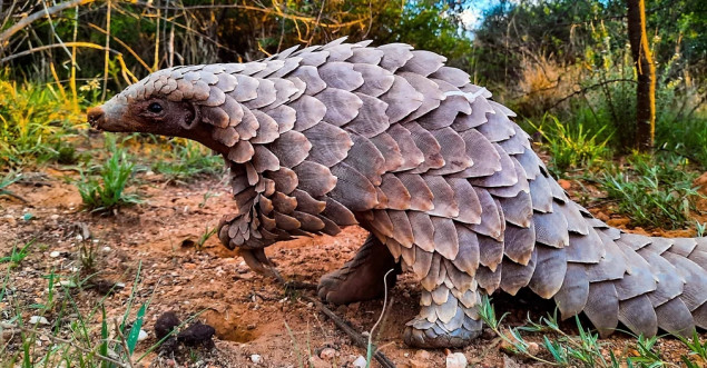 Od crnog tržišta do slobode: Pangolin Stevie uspješno vraćen u divljinu