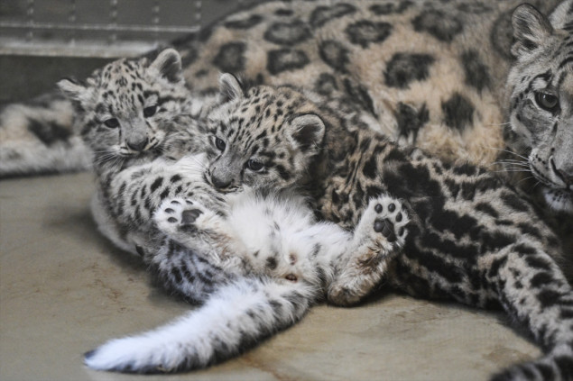 Mladunčad snježnog leoparda u zoološkom vrtu u Wroclawu