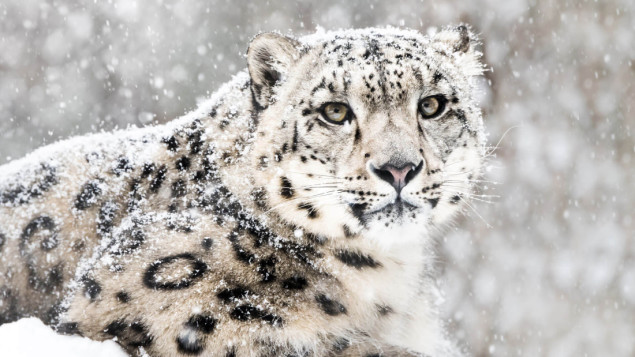 Ugrožena vrsta: U Indiji se nalazi 718 snježnih leoparda