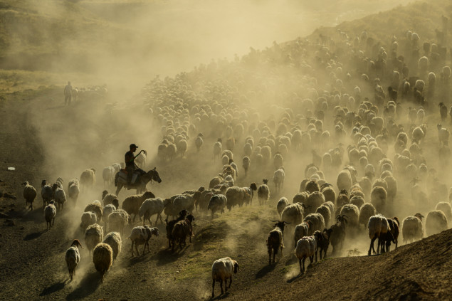 Stočari iz Bitlisa stoku vode na ispašu na visoravni planine Nemrut