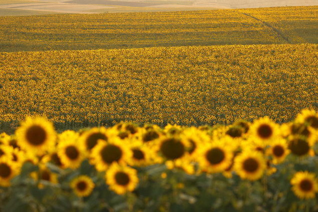 Nepregledna polja suncokreta u turskom Edirneu