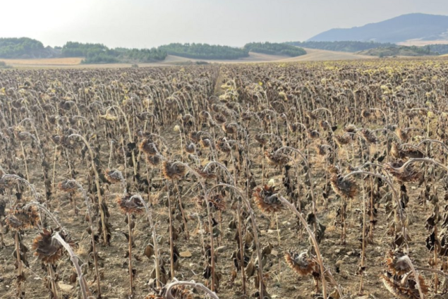Suša u Španiji se odrazila na 60 posto ruralnog područja
