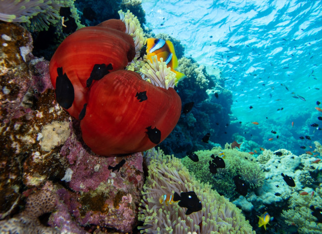 Podvodno bogatstvo Crvenog mora