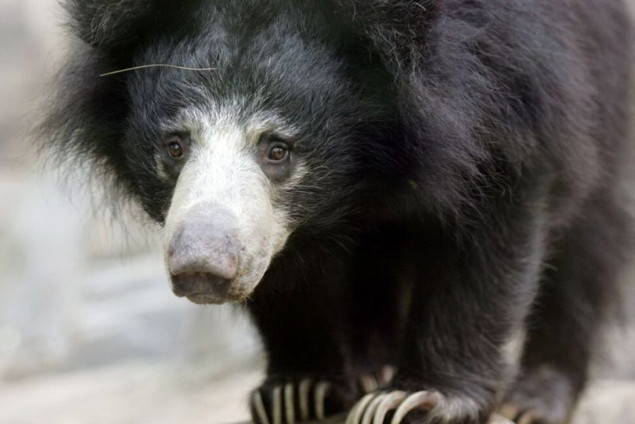 Belgija: Zbog hladnoće uginula tri medvjeda u blokiranom avionu na aerodromu