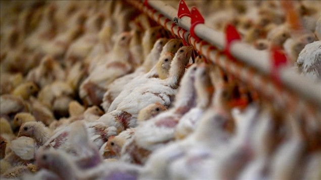 Prva epidemija ptičje gripe u sezoni u Japanu