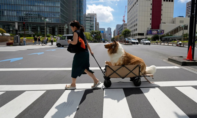 Japanac živi psećim životom u dugodlakom kostimu škotskog ovčara