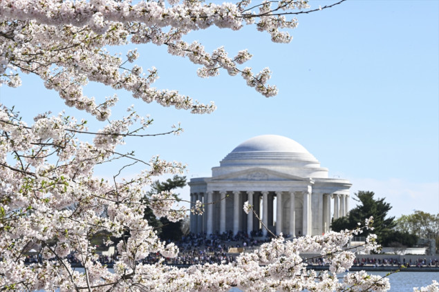 Nacionalni festival cvijeta trešnje u Washingtonu