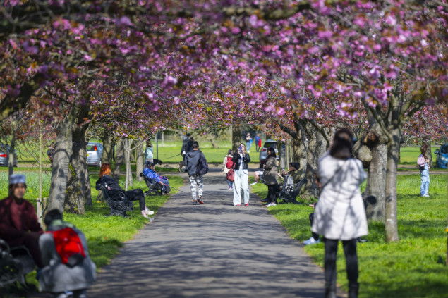 Cvjetovi japanske trešnje ukrasili šetnicu Greenwich parka