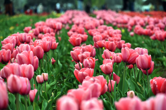 U Kashmiru otvoren najveći vrt tulipana u Aziji