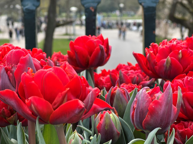 Ulice i mostovi Amsterdama ukrašeni stotinama hiljada tulipana