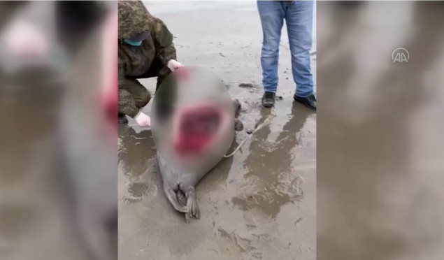 Oko 2.500 uginulih tuljana isplivalo na obalu u ruskom Dagestanu
