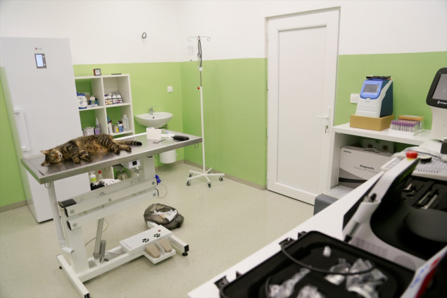 Jedini u BiH: U Sarajevu otvoren Urgentni centar za hitnu pomoć životinjama