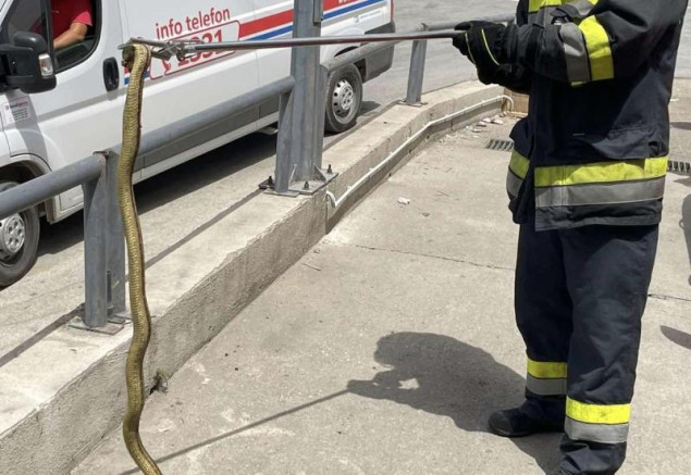 Mostarski vatrogasci sve češće izvlače zmije iz automobila