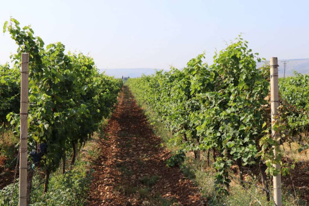 Organiziraju se voćari Hercegovine, žele jedinstven plasman i promocija na tržištu