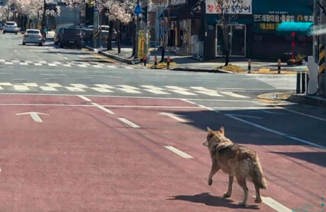 Vuk pobjegao iz zoološkog vrta u Južnoj Koreji, velika potraga u okolnim područjima