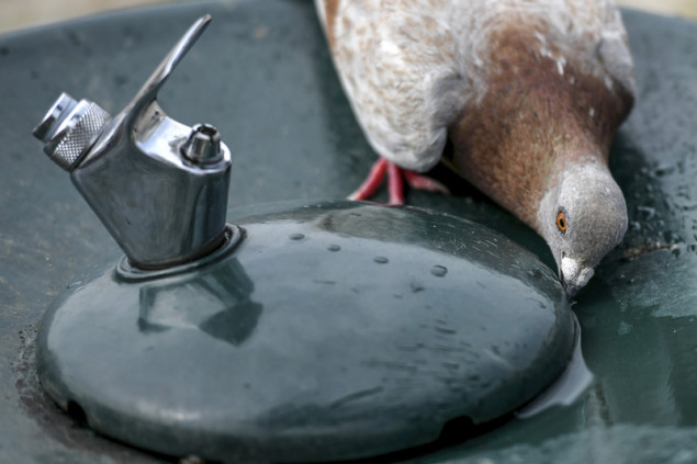 Portugal prijavio više od hiljadu smrtnih slučajeva u jeku toplotnog talasa