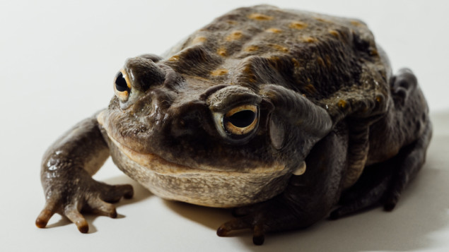 Neobičan poziv nacionalnih parkova u SAD: Ne ližite kožu psihodeličnih žaba