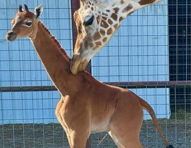 Žirafa bez jedinstvenog uzorka rođena u zoološkom vrtu u Tennesseeju