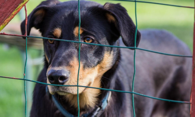 Međunarodni je dan životinja bez doma: Udomiti, a ne kupovati ljubimce