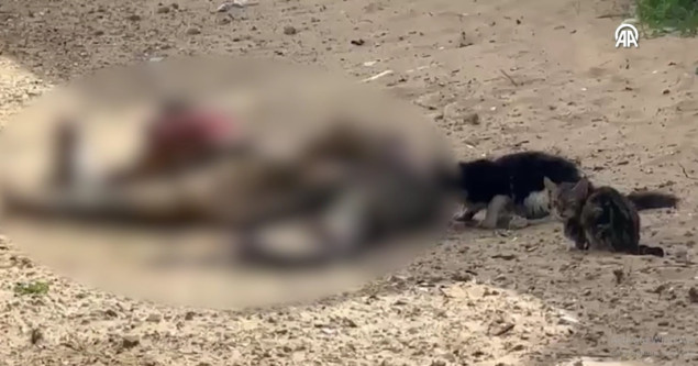 Snimci izazvali bijes javnosti: Životinje jedu tijela ubijenih Palestinaca