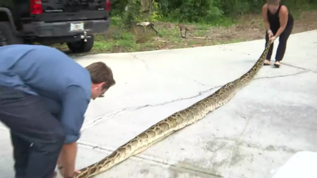 Burmanski piton dug oko šest metara uhvaćen u Floridi