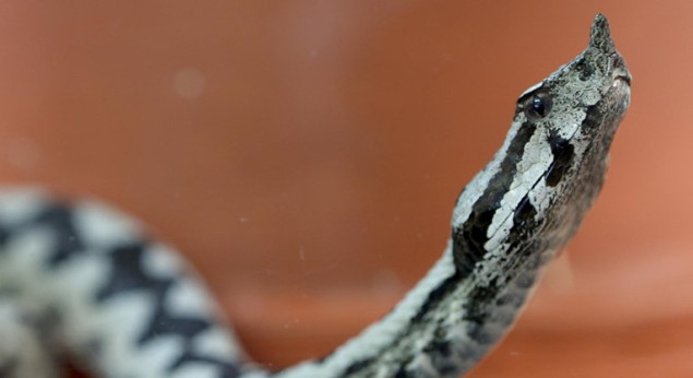 Poziv na oprez: Jučer u konjicu zabilježena tri ujeda zmije