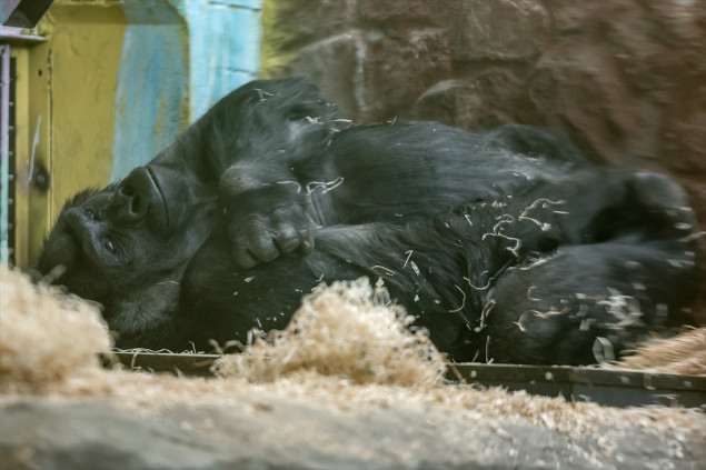 Rat ostavlja teške posljedice i u Zoološkom vrtu u Kijevu