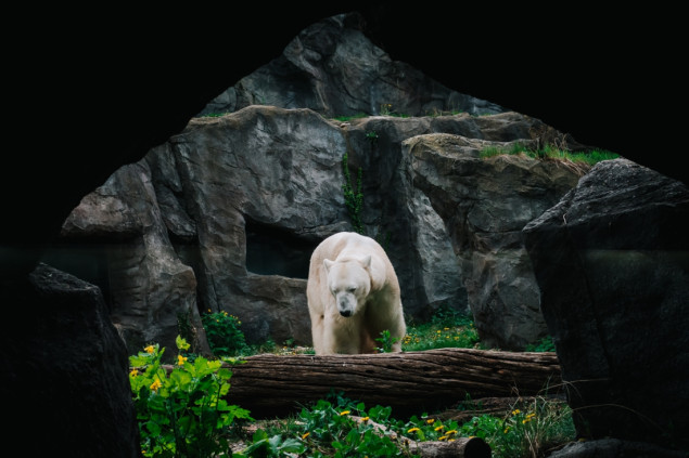 Bečki Schönbrunn Zoo čuva stoljetnu tradiciju i ugrožene vrste