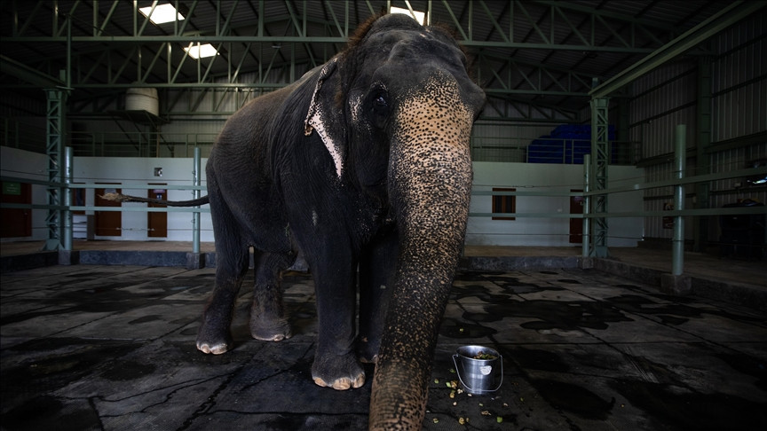 Uganda: Slonovi pobjegli iz Nacionalnog parka i ubili dvije osobe