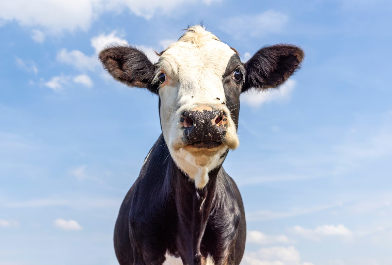 Grubo prekinuto uživanje bavarske krave u slobodi