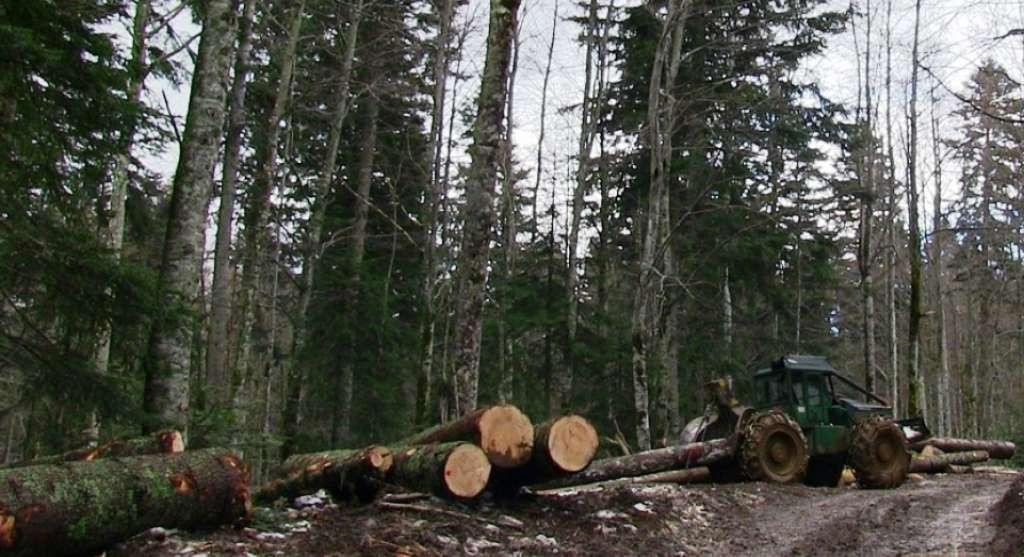 U FBiH proizvodnja šumskih sortimenata porasla 5,7 posto, a prodaja 9,5 posto